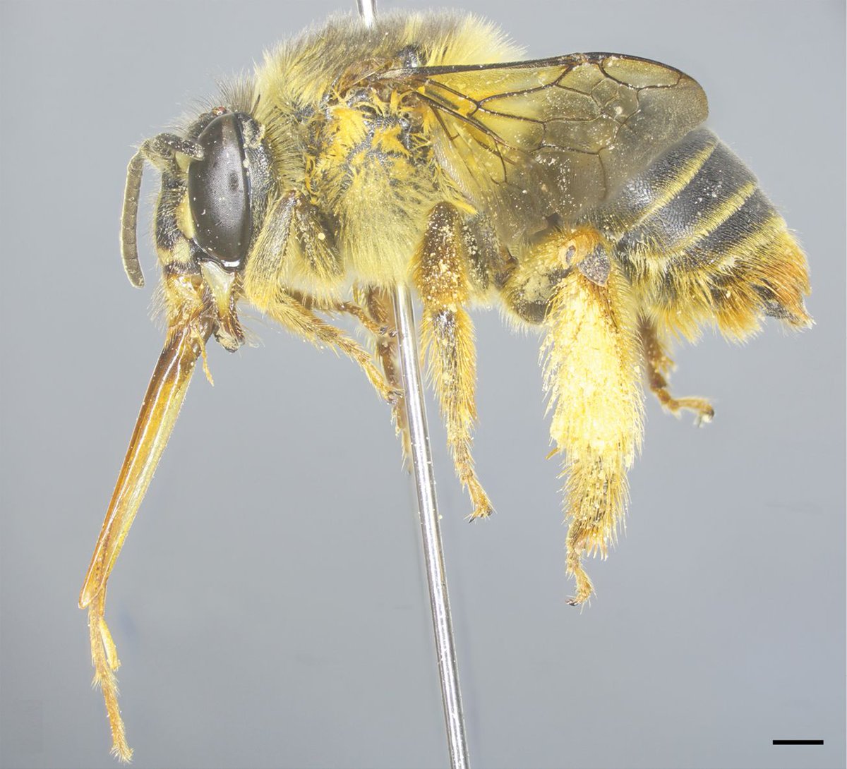 A new species of bee is described from Cao Bang Province, Vietnam. Find out more about it here: doi.org/10.3897/zookey… #taxonomy #newspecies #bees @amnh @UNMSM_