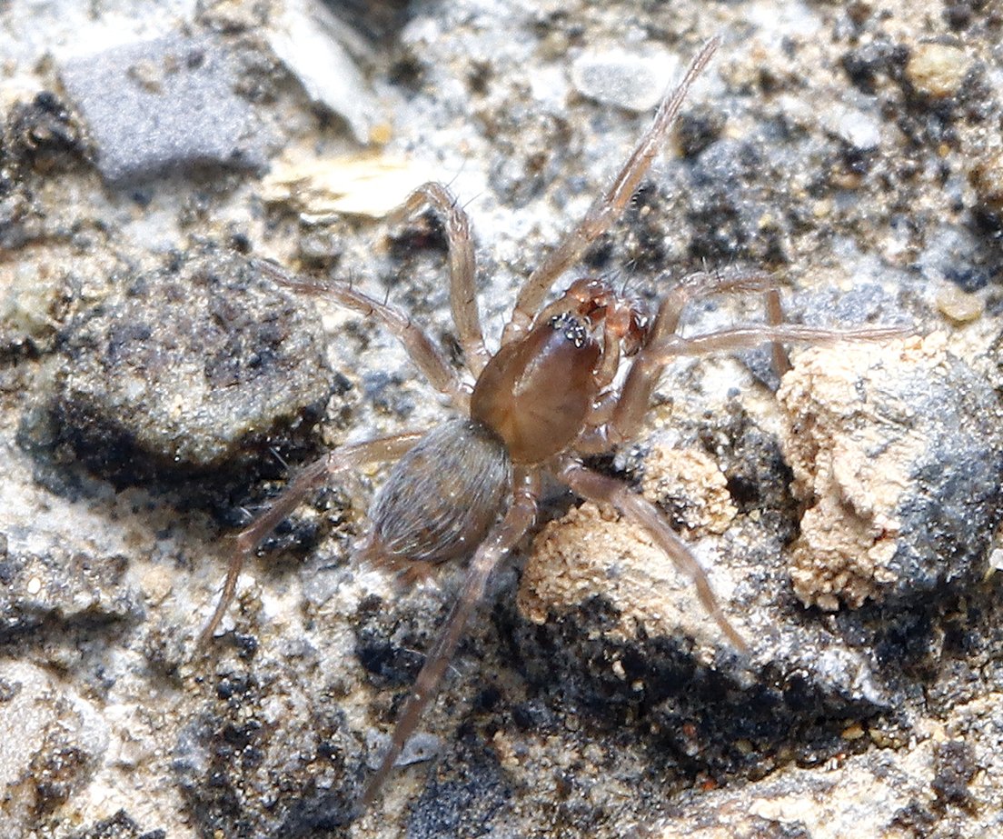 A new genus and three new species of comb-tailed spider are described from Wuling Mountains area, China. Find out more in this research article: doi.org/10.3897/zookey… #spiders #taxonomy #newspecies