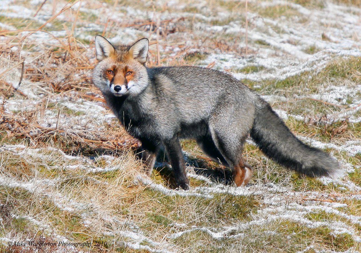 An amazing silver coloured dog #Fox I came across way back in 2010! @CanonUKandIE @SigmaImagingUK @BBCSpringwatch @WildlifeMag #Wales #wildlife #nature #RedFox #FoxOfTheDay @NatGeoUK @NatGeoPhotos #vulpesvulpes @BBCEarth @WildlifeTrusts #wildlifephotography