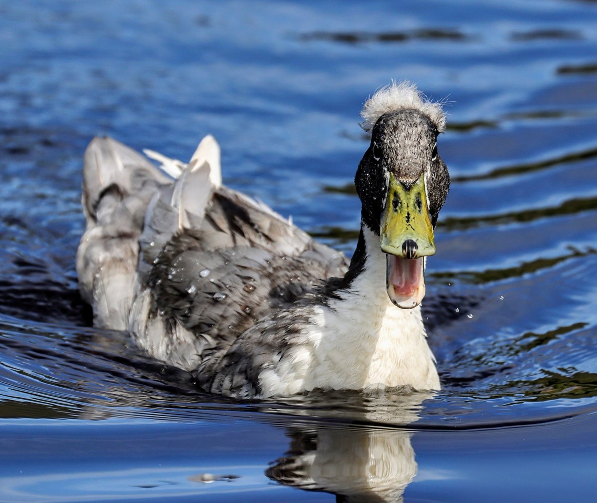 #AlphabetChallenge #WeekQ Q is for Quacker and Questions about his Quiff.... 📸