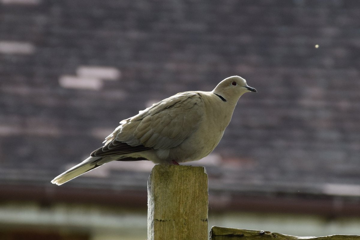 Afternoon Visitors. The Collared Dove couple II. They went and sat in the Magnolia tree after their meal. Photos from Saturday. @des_farrand @alisonbeach611 #Afternoon #Collared #Doves #Pigeons #Nature #SunnyDays #Love