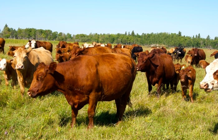 Our most-read story over the weekend: Researchers examine forage growth and grazing pressure. canadiancattlemen.ca/purely-purebre…