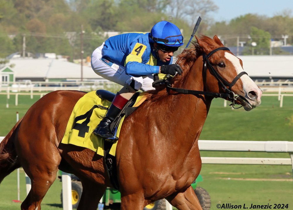 Fell head over heels for this guy at @LaurelPark Saturday. His name is Mortal Sin. He didn't win but is very flashy. Ridden by @VCarrasco28. #horseracing #horse #thoroughbred #racing