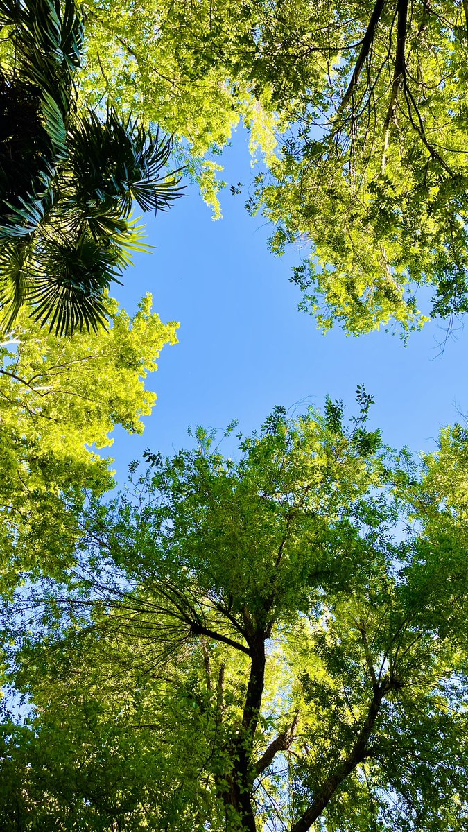 Shabanadawran's tweet image. #todayvibes