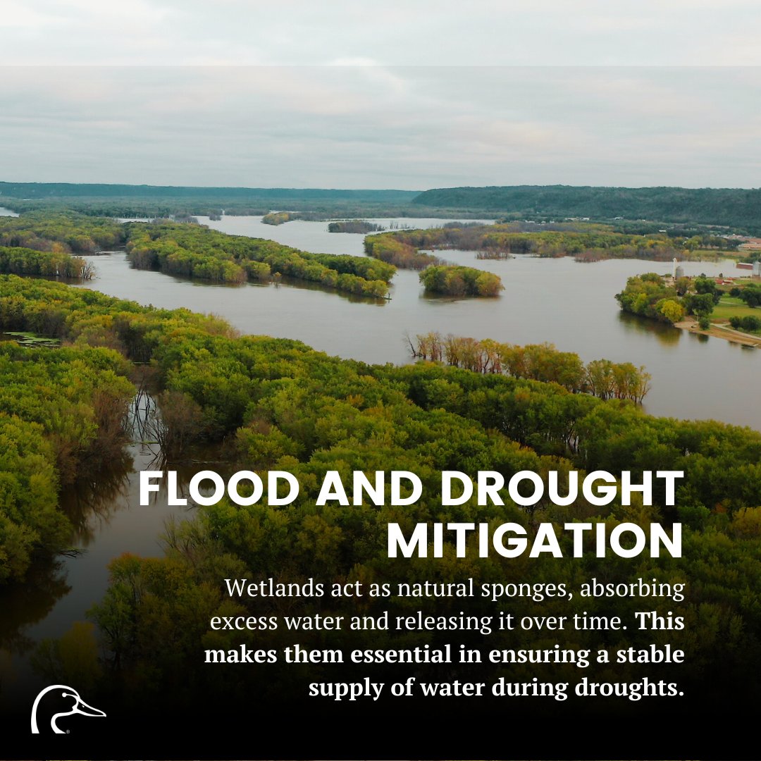 Every day is #EarthDay for Ducks Unlimited!
DU conserves, restores, and manages wetlands and associated habitats for North America's waterfowl. These healthy wetlands also provide our communities with clean water, protection from storm damage, healthy soil, and places to enjoy