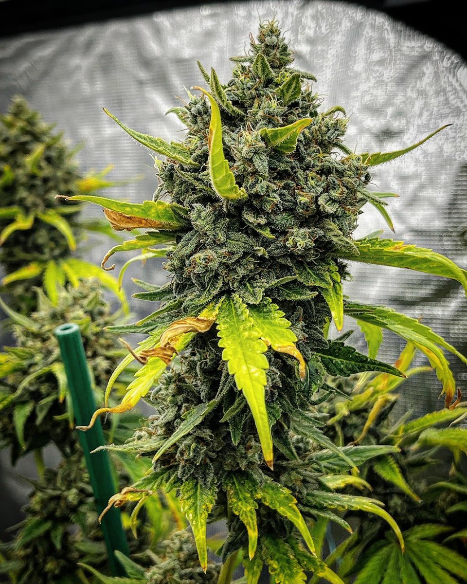 Ocifer @BrothersGrimmOG STILL stacking on the weight 🍑

🍁TeeBeeDee man…TBD🍁
#growyourown #marijuana #Homegrown #weed #cannabisculture #CannabisCommunity