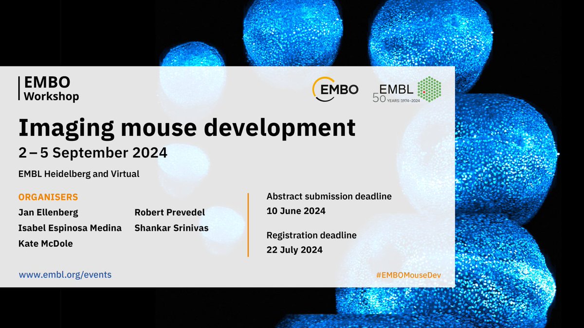 We are pleased to be a media partner for the @EMBO Workshop: Imaging mouse development, 2-5 September 2024, EMBL Heidelberg and Virtual Abstract submission: 10 June 2024 embl.org/about/info/cou… @EMBLEvents