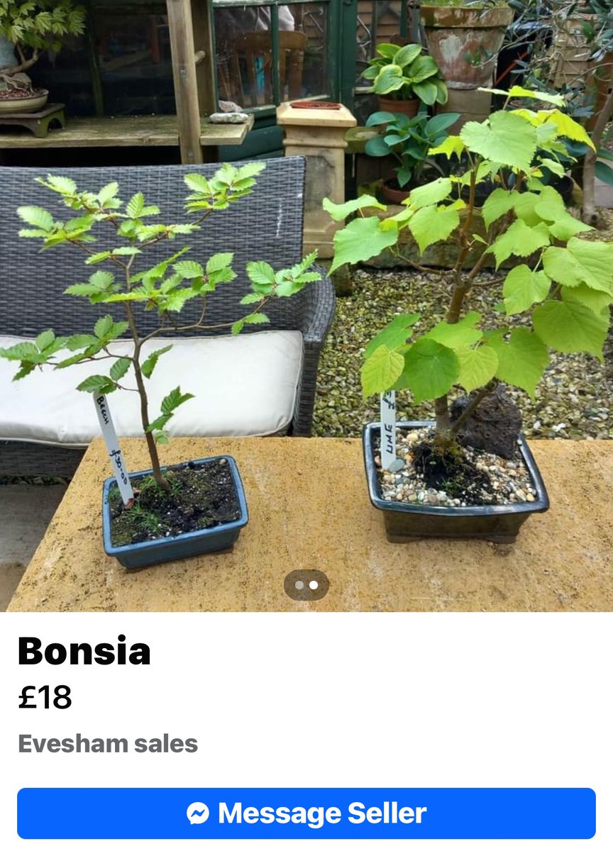 I’m pretty sure that these bonsai trees being advertised on Facebook marketplace or in fact just normal twigs stuck in pots