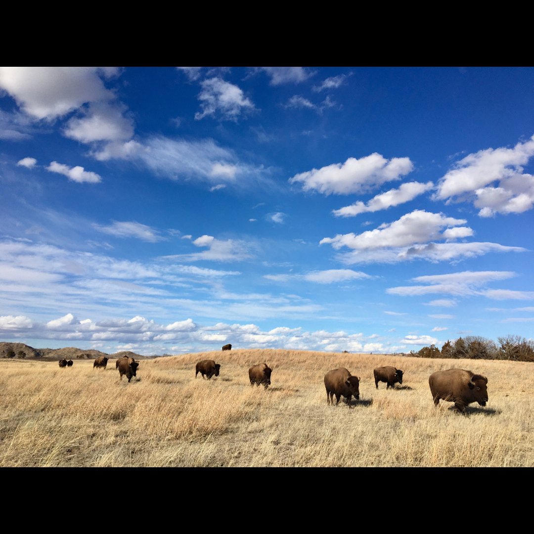 Happy #EarthDay2024 from the Niobrara Valley Preserve 🤩🦬🌎 Participants are arriving today to kick off #WTREX Nebraska. Many thanks to the Nature Conservancy in NE for hosting us at this beautiful preserve, a fire-adapted ecosystem that many bison call home! 📸: Miranda Flora