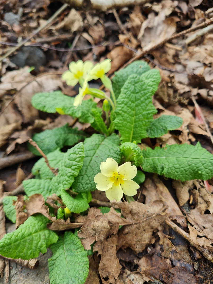 Loads to see in Castlemilk Park today 🪻Plants like Cuckoo Flower, Lesser Celandine, Garlic Mustard, Primrose and Bluebells 1/3 🧵