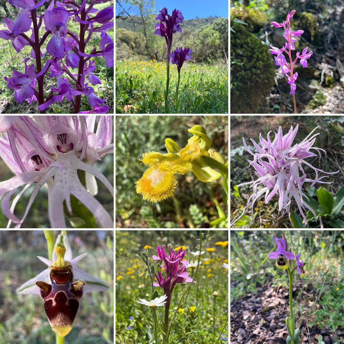 Some fabulous orchids today Naked Man orchid, orchis Langei and Ophrys Ficalhoana were new ones for me. The pink butterfly orchids were stunning and the rare hypochromic mirror orchid was a surprise. It’s going to be hard to pick a favourite @lojawildlife @EuropeanOrchids 🇪🇸