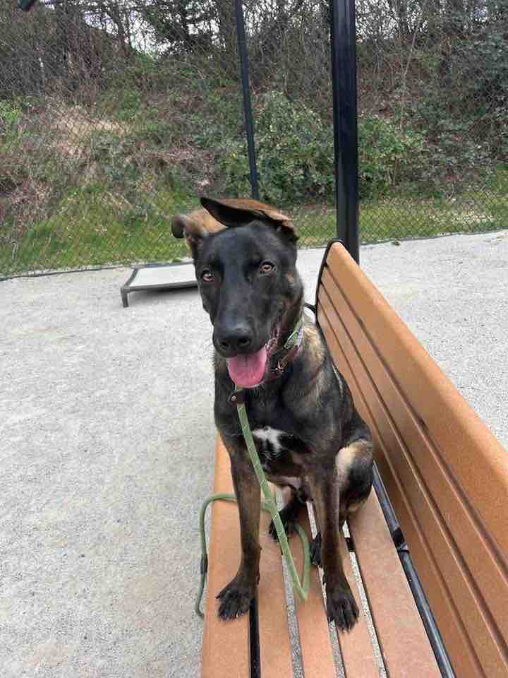 After several long months of waiting, Boisie is officially available for adoption!

Boisie is a sweet, energetic boy who is always ready to learn or chase a ball.

Interested Malinois adopters can stop by the shelter any day or email adoptions@pspca.org to learn more.