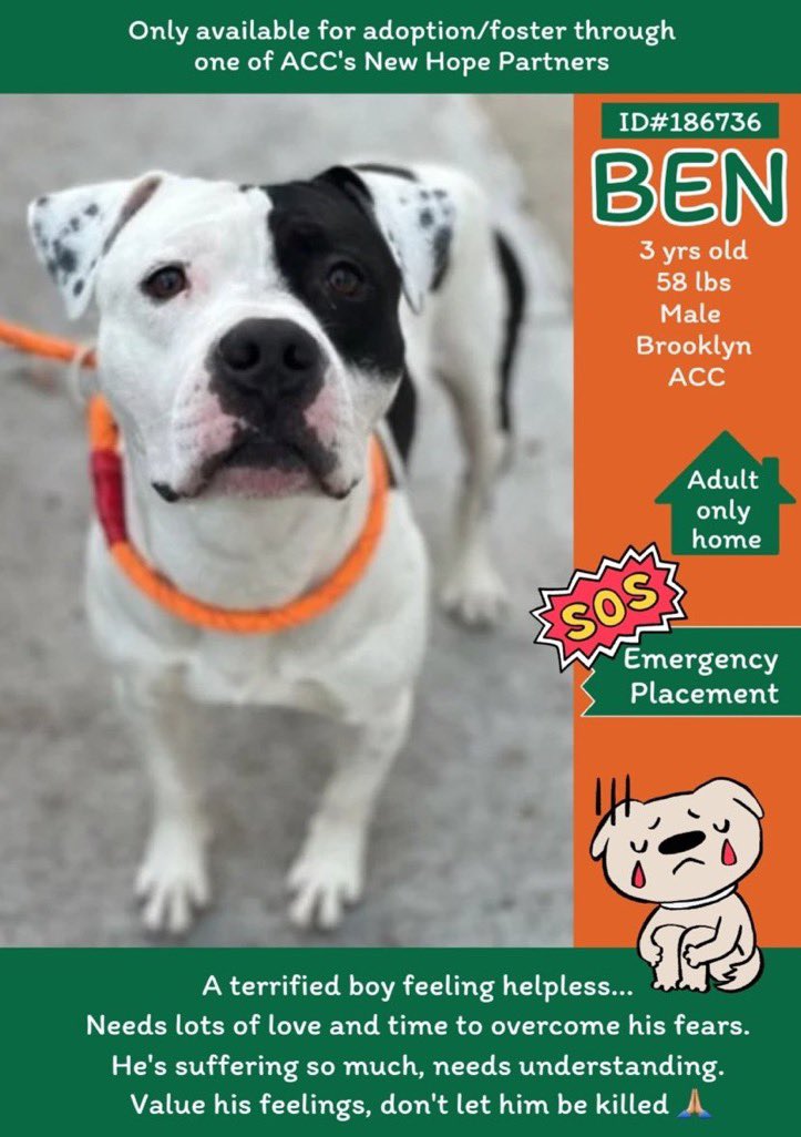 #FostersSaveLives 
🐶 Ben ♥️ needs a hero fast please!
#NYCACC #NewYork is FULL 🆘 &
Ben needs patience, love, guidance to
feel safe & thrive... 🙏🏽🏡🛟
Can you be Ben’s foster hero? 
DM @notthesameone2 or visit
nycacc.app/browse/186736