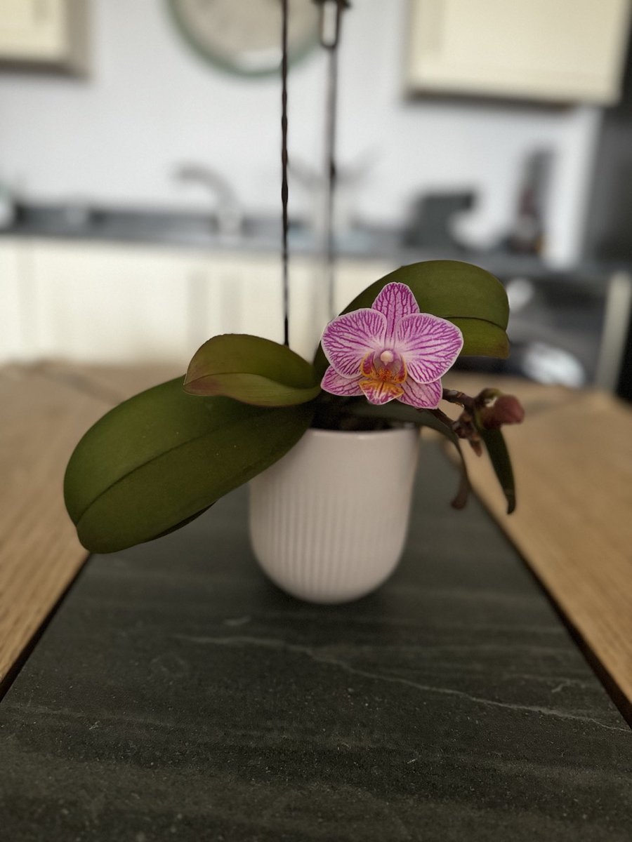 Scott's Orchid. First flower this year. 😊 Nature can be simply beautiful. 🔆