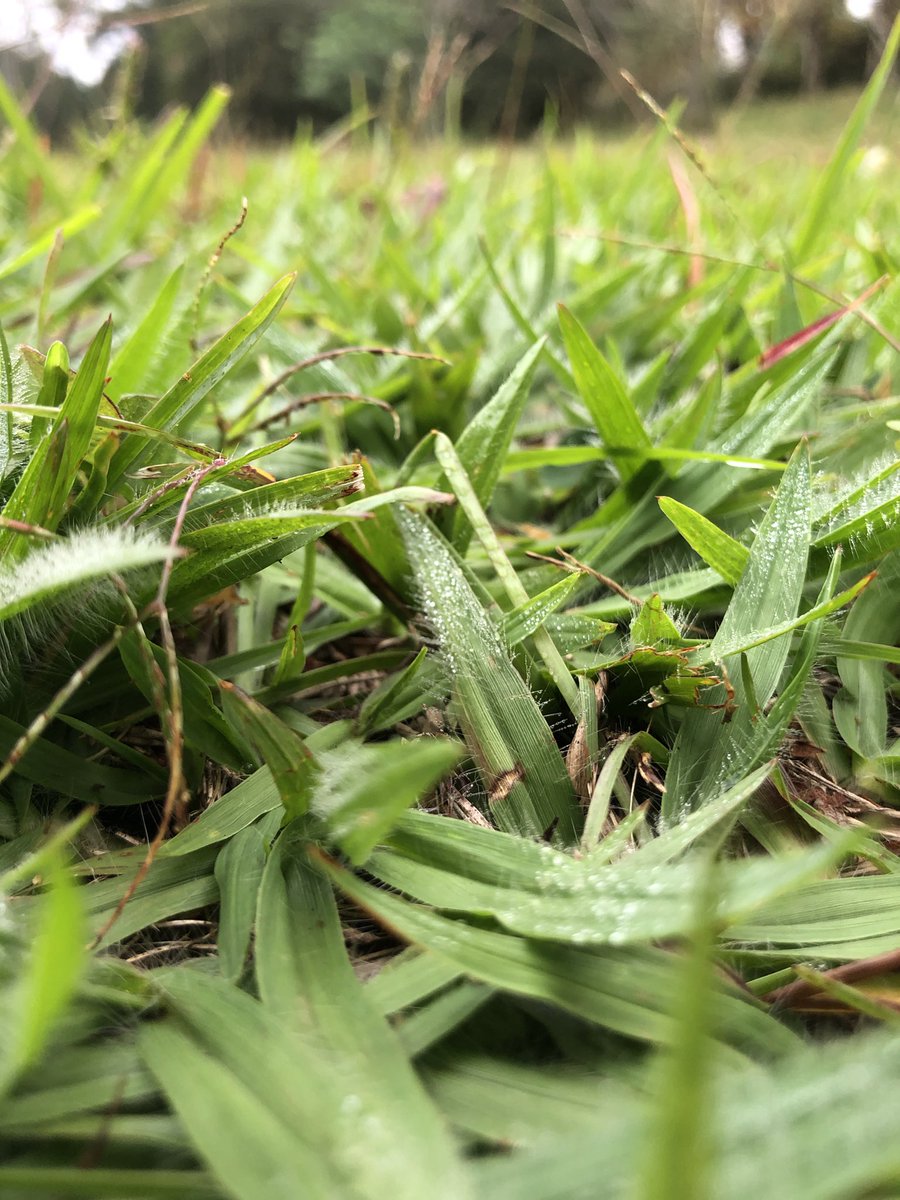 Dew: the tiny pearls in the morning grass #morningdew #naturebeauty #earlymorning #peacefulmoments #gardenlife #naturelovers #naturemagic