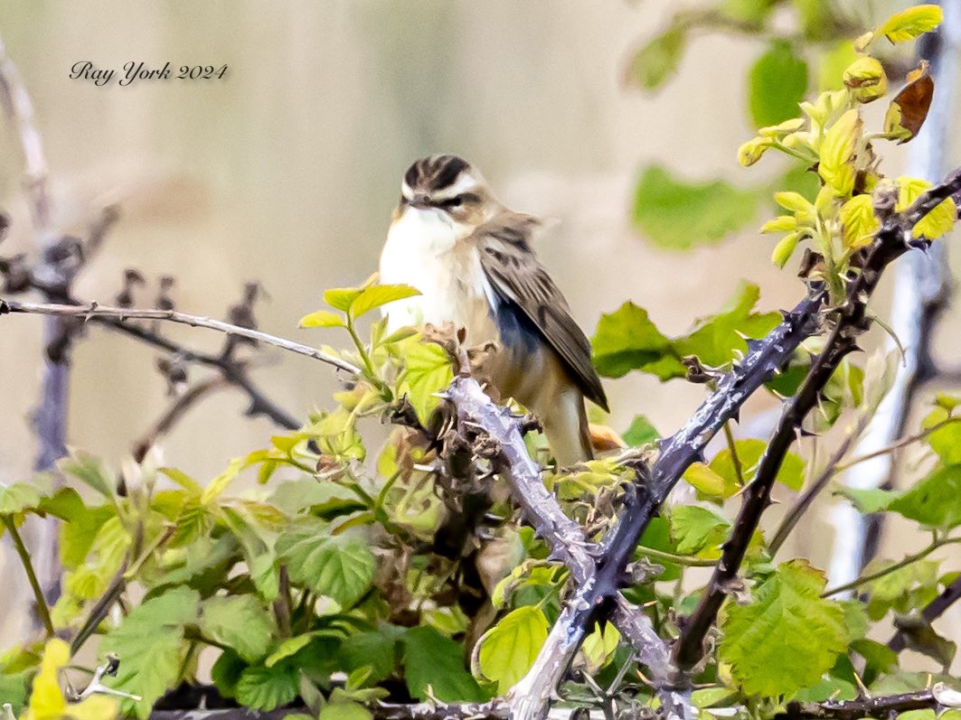 Sedge Warbler at RSPB Hollesley Marsh today. Also seen around Hollesley:- Redstart, Dartford Warbler, Wood Lark.