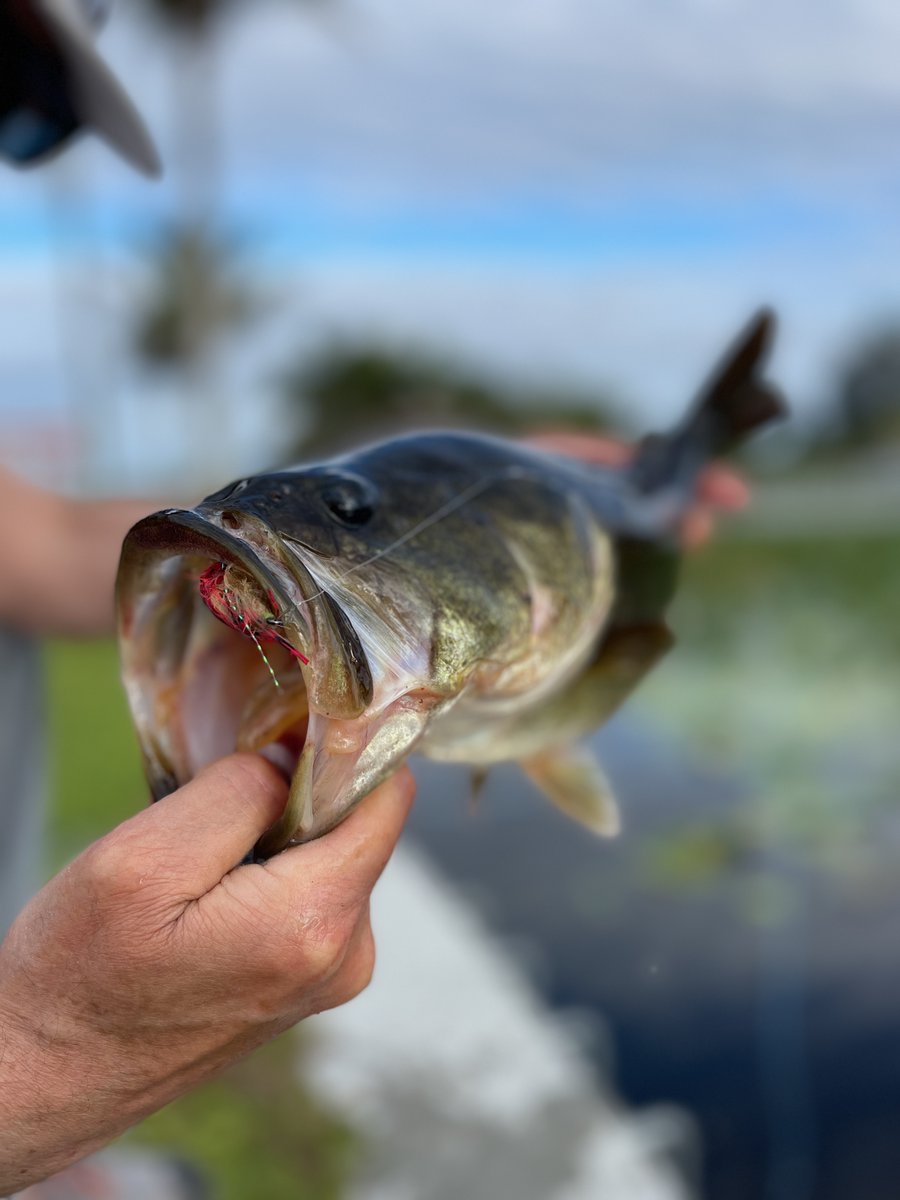 Reeling in bass on the gotcha pattern because that's all you have. 

 #BassFishing #FishingLife #CatchAndRelease #BassAnglers #FishingAddict #FishOn #TightLines #LureFishing #AnglersLife #GotchaPattern