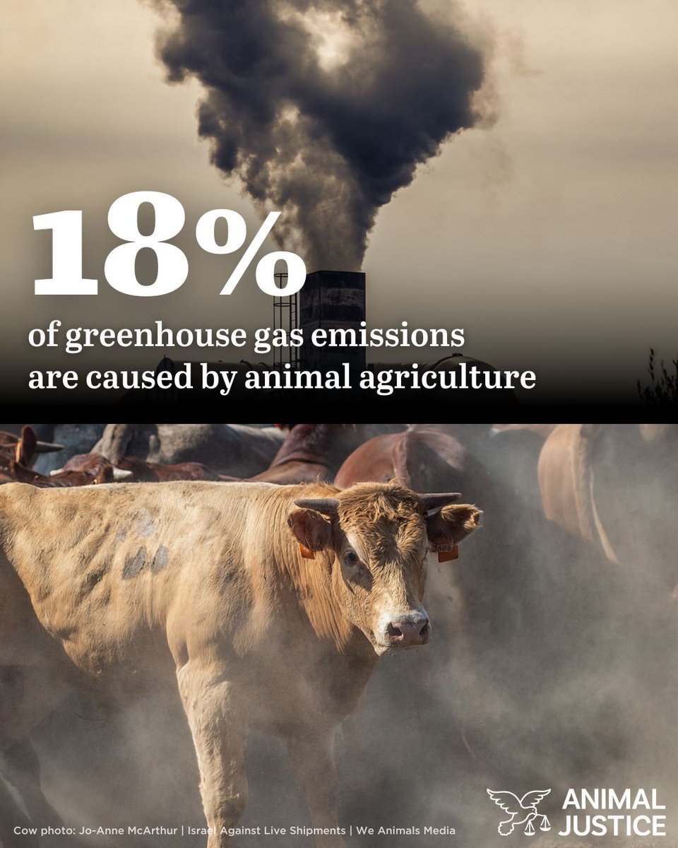Eating animals destroys the planet. Help save lives & combat climate change by leaving animals off your plate! 🐮🌏 #EarthDay