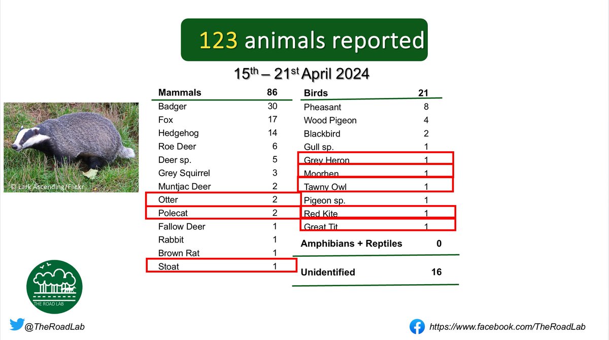 The weekly #roadkillreport is out! 123 animals reported last week, with Badger as the top species. Unusual spots included Otters, Polecats, a Stoat, Red Kite, Tawny Owl, Grey Heron and a Great Tit. Seen roadkill? Report it at buff.ly/47cIDTa #roadecology #ukwildlife