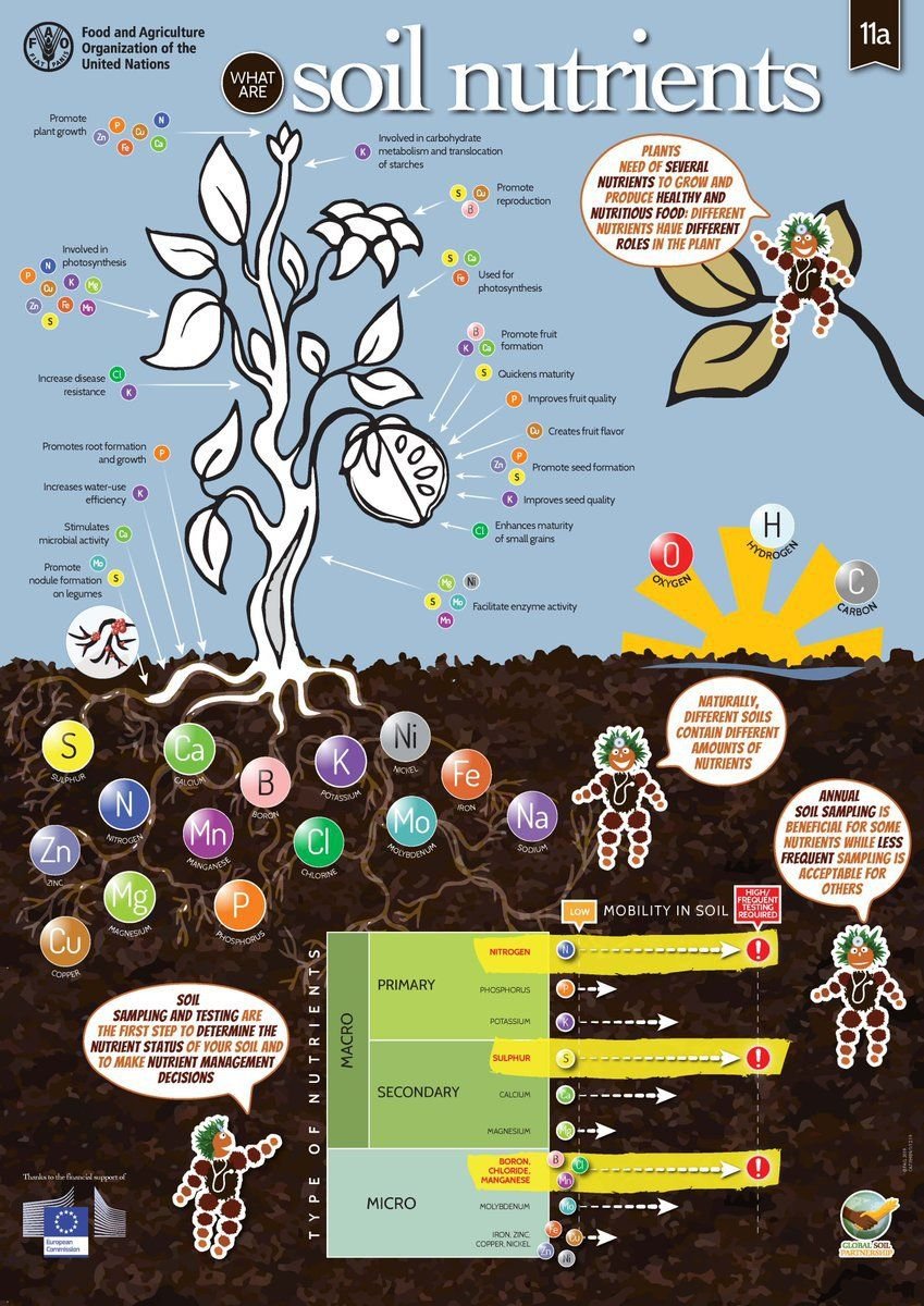 🌱Want to know what plants really need to grow? #Soils4Nutrition Discover the secrets of a #HealthySoil through the #SoilDoctors poster! 👇 Via @FAO