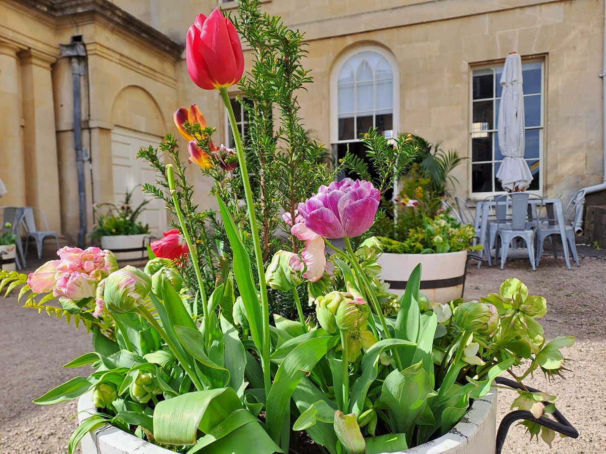 We're joining in with #DyrhamTulipMania. These pots in the courtyard at Bath Assembly Rooms are filled with tulips from @NTDyrhamPark and they're adding a lovely splash of colour. #CourtyardGarden