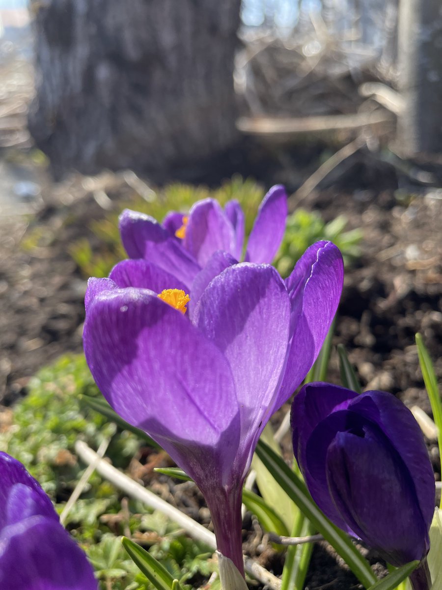 Finally a sign of spring in our garden in Selfoss. First day of summer is in three days, so we are counting down 🇮🇸 #iceland #springishere