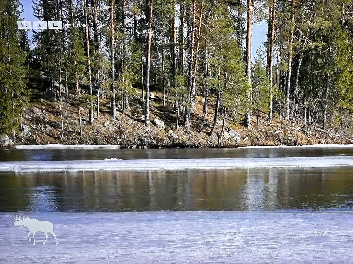 Zwei Wochen lang live den schwedischen Elchen beim Wandern zugucken. Da denkt man ja erst, dies muss @ARTEde sein, aber nein es ist @RTLplus. Die Landschaftsaufnahme sind großartig. Aber Elche habe ich aber noch nicht gesehen.