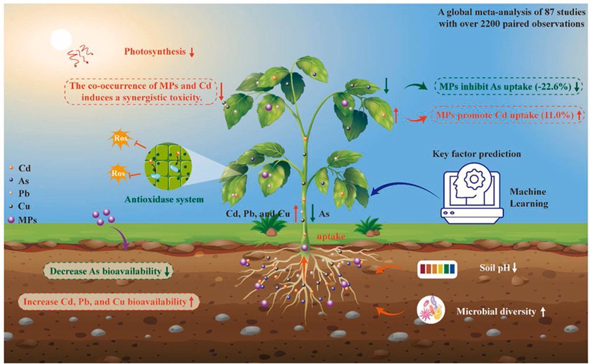 Meta-analysis of impacts of microplastics on plant heavy metal(loid) accumulation sciencedirect.com/science/articl… #plantscience ♻️