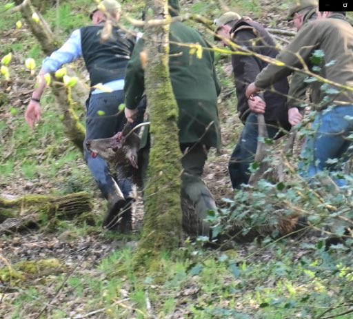 Wiltshire Hunt Saboteurs tweet media