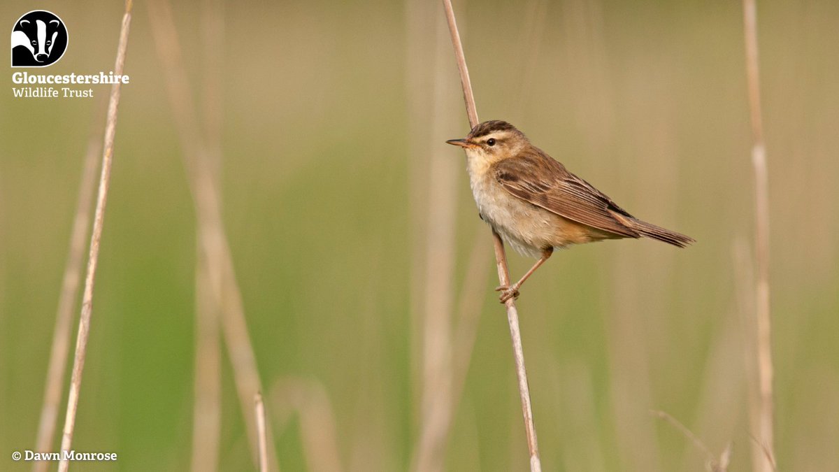 Arriving here in April for the summer months, the sedge warbler can be heard in wetlands from now through to August, before they make the journey back to Africa for winter. The males are great mimics, introducing random phases into their song to try and attract a mate.