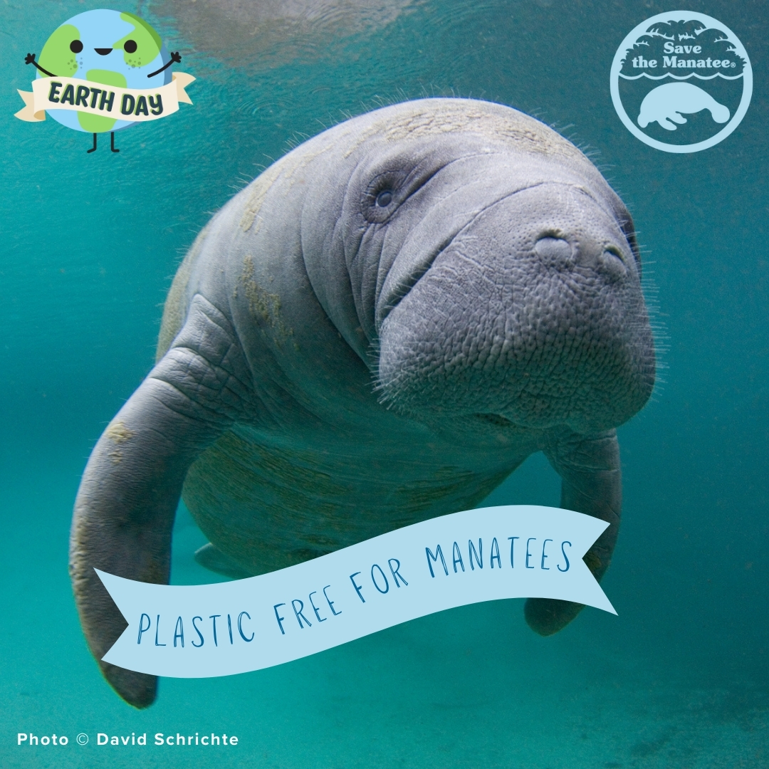 savethemanatee tweet picture