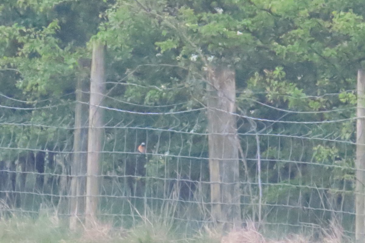 A great morning in the rain at Swilly today with a  Turnstone mixed in with a group of 20 Redshank also 4 Avocets, Arctic Terns dropping in from 09.25 with around 50 by late morning, my first Swifts of the year and a fantastic male Redstart posing for a stunning photo!
#sibg