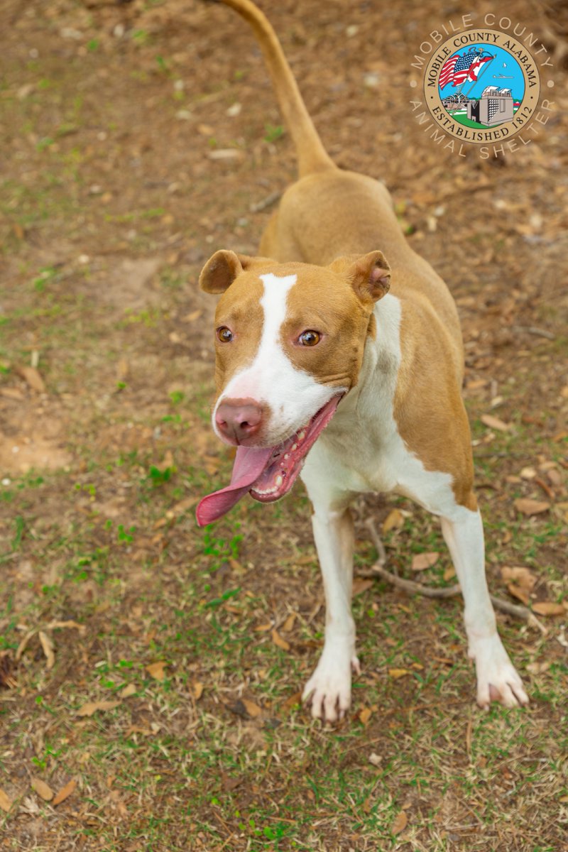 A079289 Dove is a 1-year-old American Bulldog Mix. She is heartworm positive and weighs 39 lbs. The adoption fee is $40, which includes her microchip, spay, 5-in-1 vaccine, one-year rabies vaccine, wormer, and the first dose of heartworm/flea preventative.