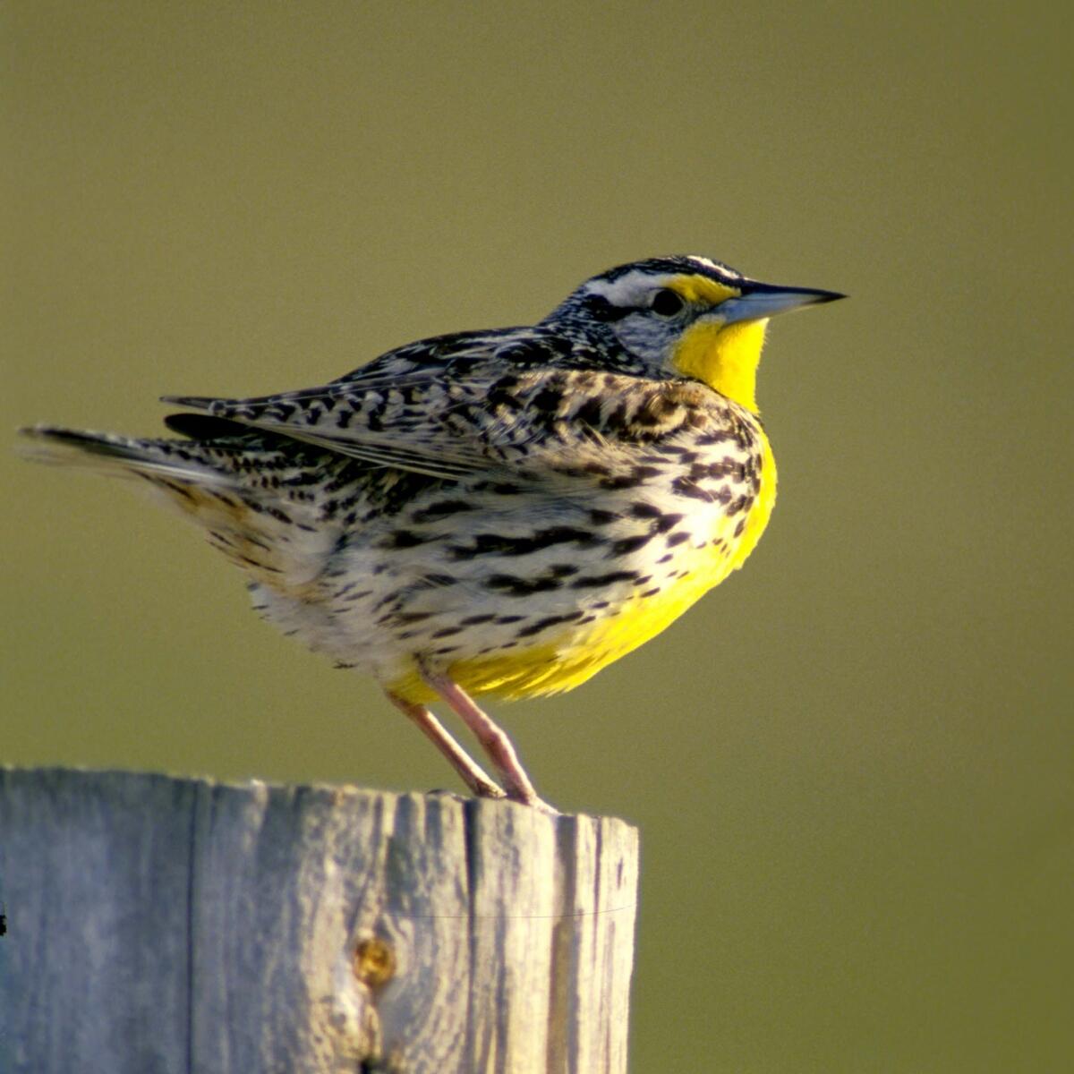 About one half of migratory species around the world are declining 🐦 In an interview with Minnesota Public Radio, the Midwest CASC's Olivia LeDee spoke about the challenges facing migratory birds in Minnesota. Listen here🎧 ow.ly/U1Ve50Rjag0 @mw_casc