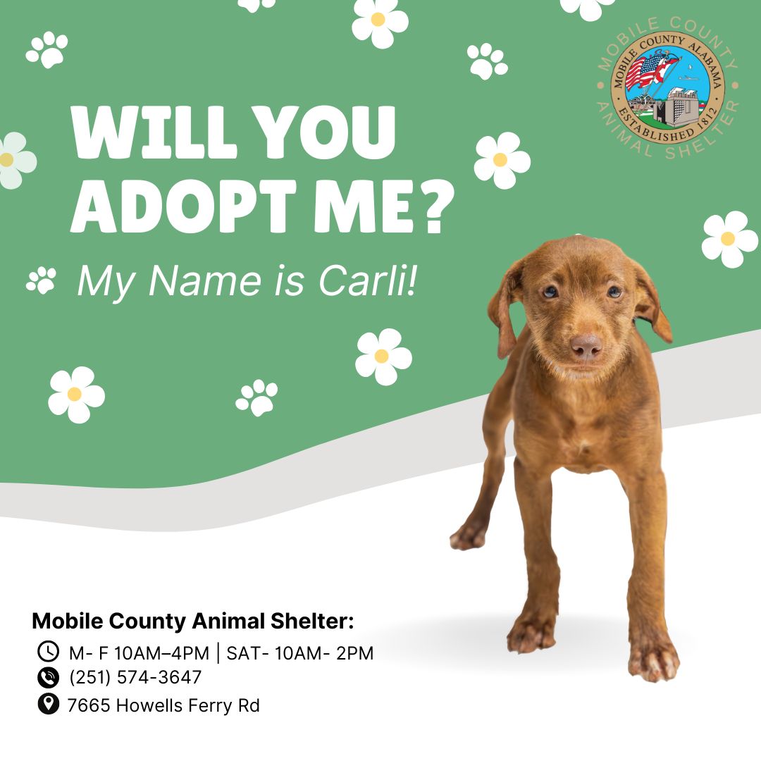 A079332 Carli is a 14-week-old Labrador Retriever Mix. She weighs 16 lbs. The adoption fee is $80, which includes her microchip, spay, 5-in-1 vaccine, one-year rabies vaccine, wormer, and the first dose of heartworm/flea preventative.