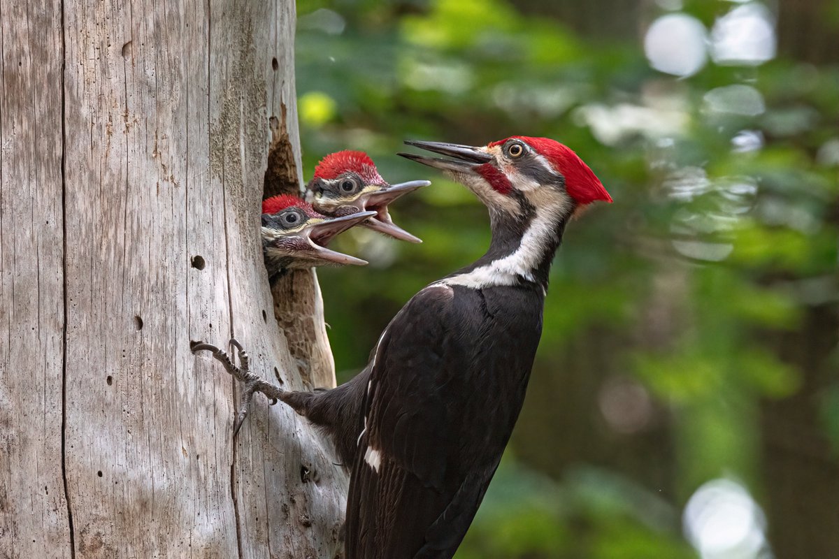 Happy Earth Day! Birds tell us so much about the health of ecosystems in the face of a rapidly changing climate. On #EarthDay, learn about easy actions you can take to protect them: bit.ly/3JAywNv Pileated Woodpecker family📸 by Matt DiMaio III