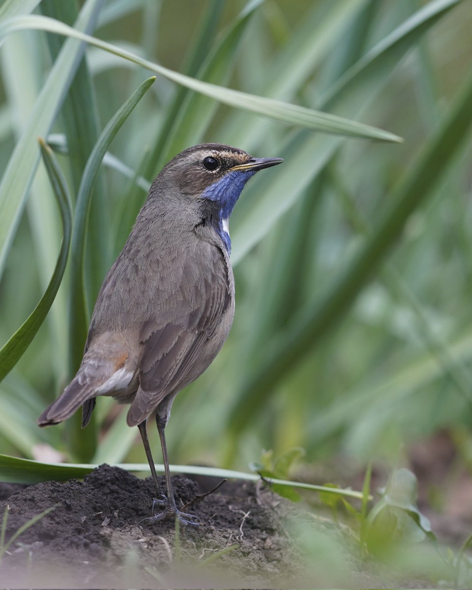 #bluethroat #bird #nature #sonyalpha #sonya6400 #ttartisan100mmf28macro #voronezh
Sony a6400 + TTartisan 100 мм F2.8 Tilt Shift