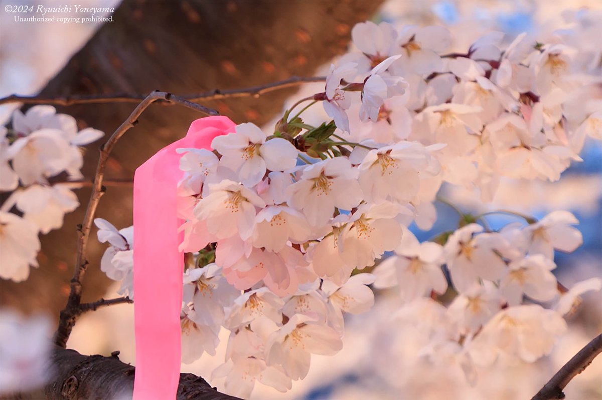 先日の弘前公園の花筏、そして七輪咲きのさくら
外濠ではソメイヨシノが散り始めていますが園内は花が持ってくれているのでまだ楽しめそうですね