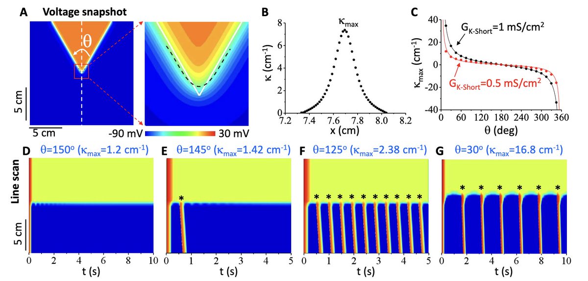 ajpheartcirc's tweet image. #ArticlesInPress:  Curvature mediated source and sink effects on the genesis of premature #ventricular complexes in long QT syndrome
Yuhao Zhang, Zhaoyang Zhang, and Zhilin Qu
ow.ly/yhF750Rlbcp
@Ningbo_Uni
#curvature  #longQTsyndrome