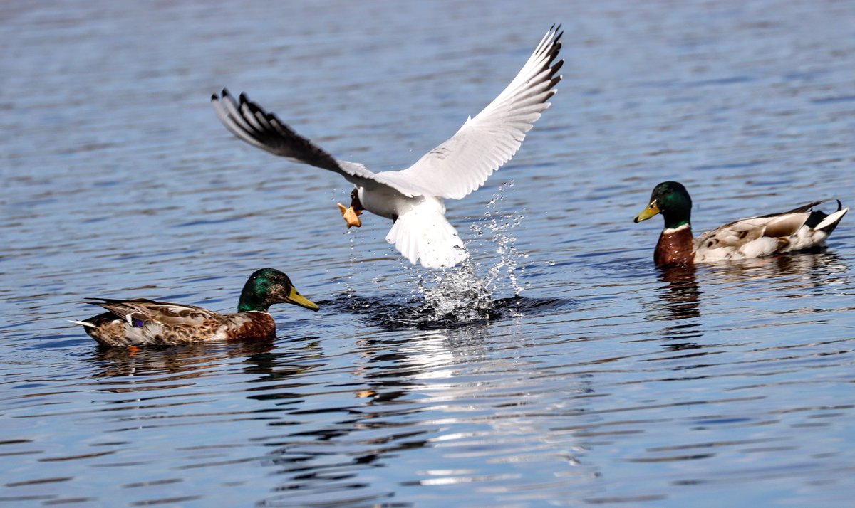 These two were too slow to qualify for #MallardMonday really. 📸