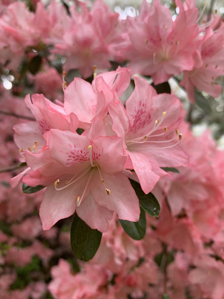Garden Tip of the day: Fertilize and mulch azaleas in spring, just after their blooms fade, with a controlled-release, acid-forming fertilizer such as cottonseed meal or commercial azalea/camellia food.
#gardendc #gardening #gardenhack #gardentips
#gardeningtipsforbeginners
