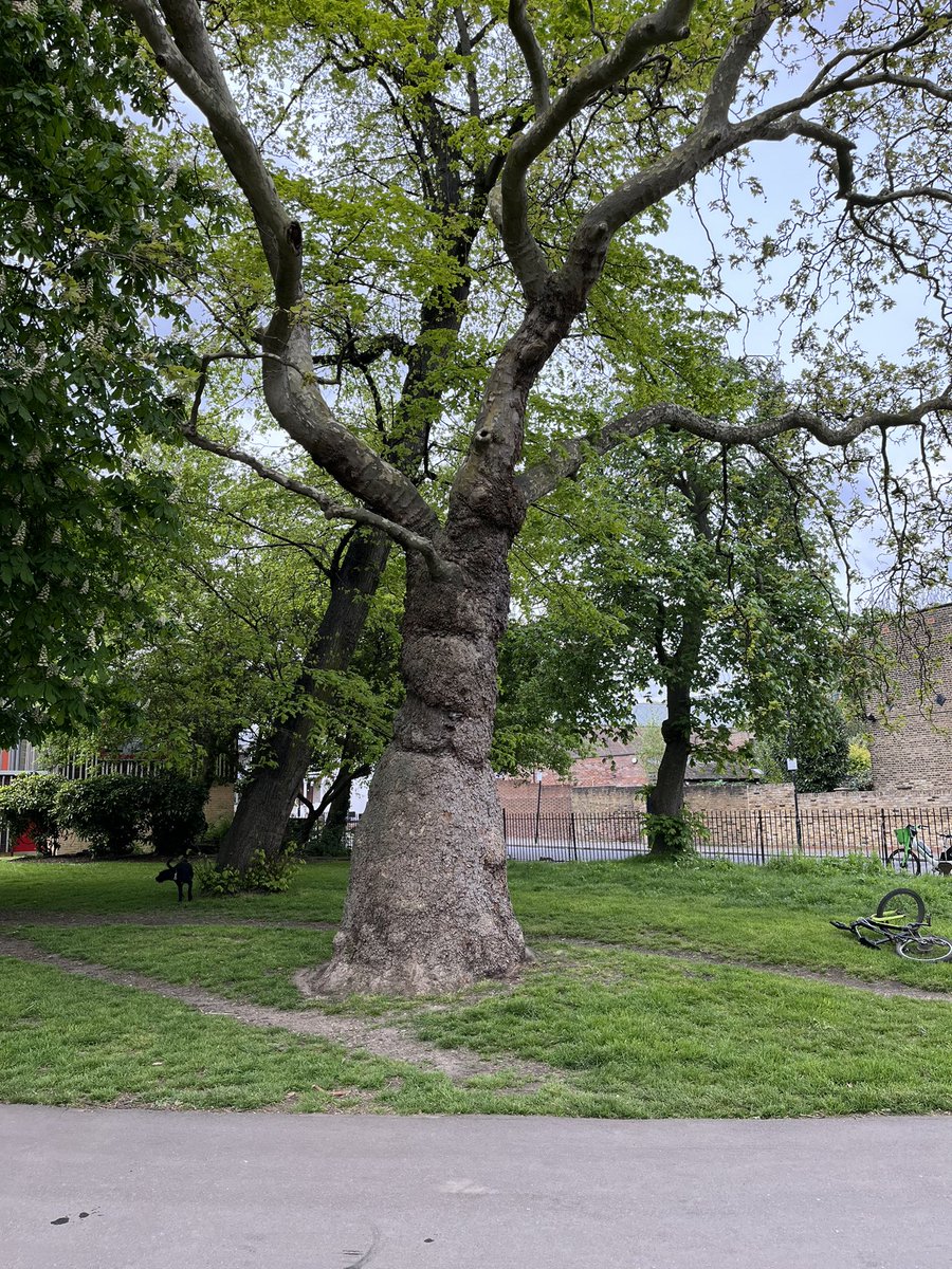 Hiding in plane sight… Here’s a baobab plane I’ve been close to many, many times, but only just spotted it, Clissold Park N16 @TiCLme @saladempire @GregPackman