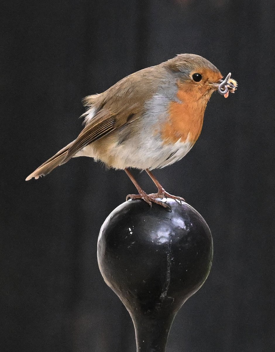 One of the Downing St Robins who keeps us all in the press Penn company has a busy morning hunting !! keeping well out of Larry's reach !!