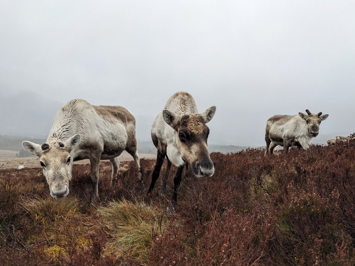 Lovely old girls Silk, Ibex, and Ladybird on a rather dreich day. All three have now long retired from breeding and will spend the rest of the spring, summer and beyond out free roaming in the mountains. What a life! 😍