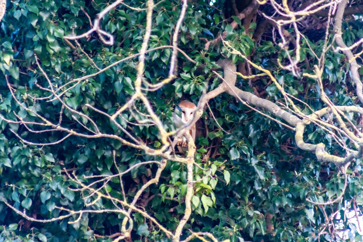 Nice to see this Barn Owl in natural habitat….