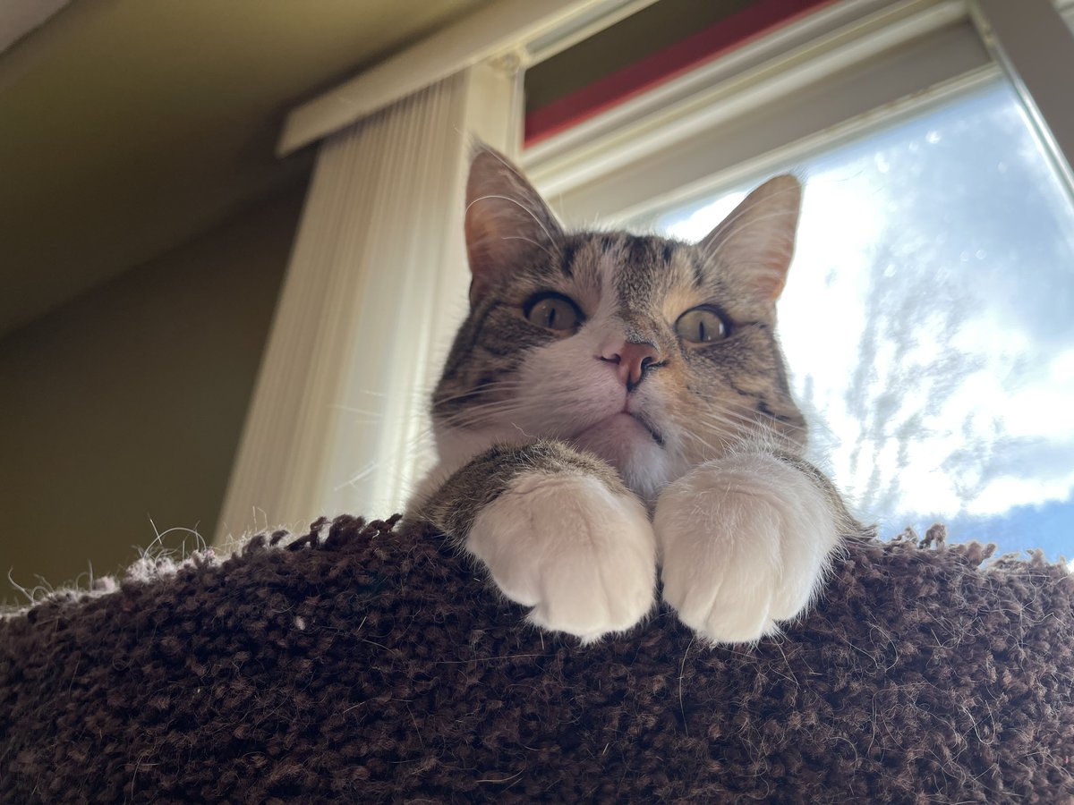 What?
#CatsOfTwitter