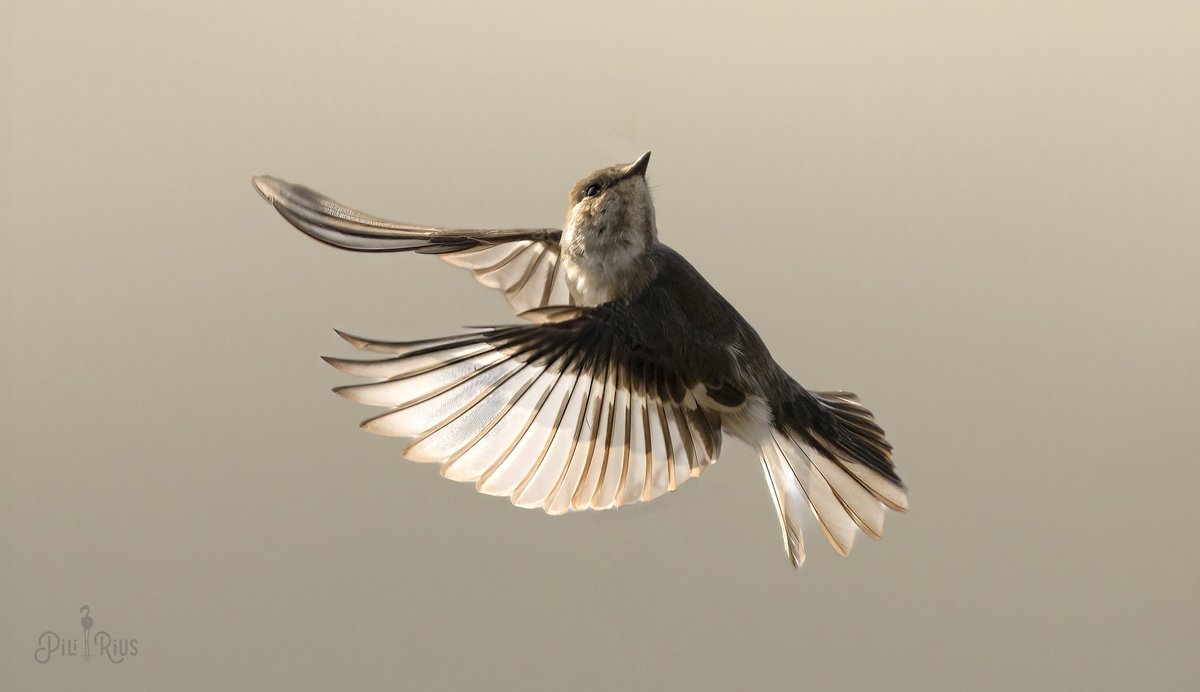 Et voilà. #deltadelebre @birdcatalunya @SEO_BirdLife @_seo_ebre_ @terresebretur