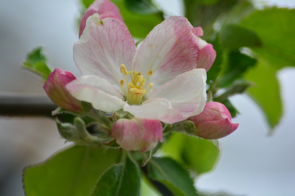 1号館前のニュートンのリンゴの木の花
#金沢工業大学 扇が丘キャンパス 2024-04-22