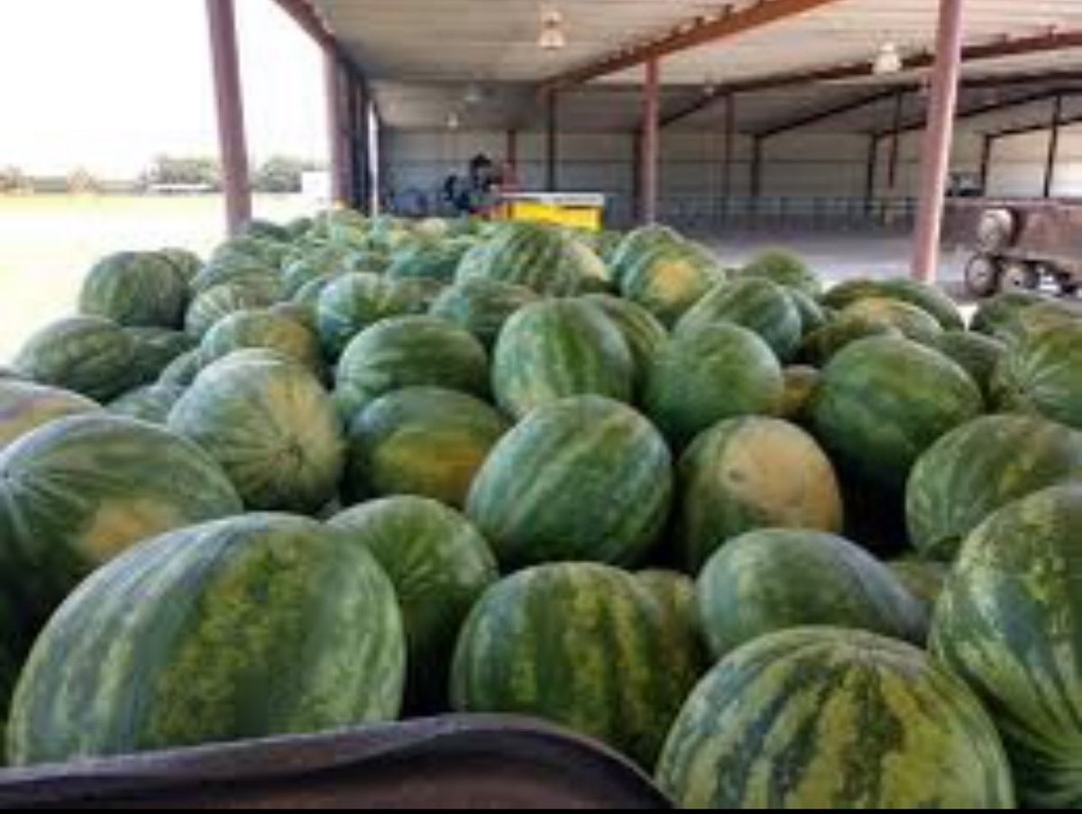 While bulky, watermelon is currently grown @FL_Corrections farms, it provides nutrition, has many health benefits, but most importantly for those incarcerated in Florida it “Hydrates”. Watermelon can be grown in 2 -3 months. Why not get plants at all facilities? Share what is