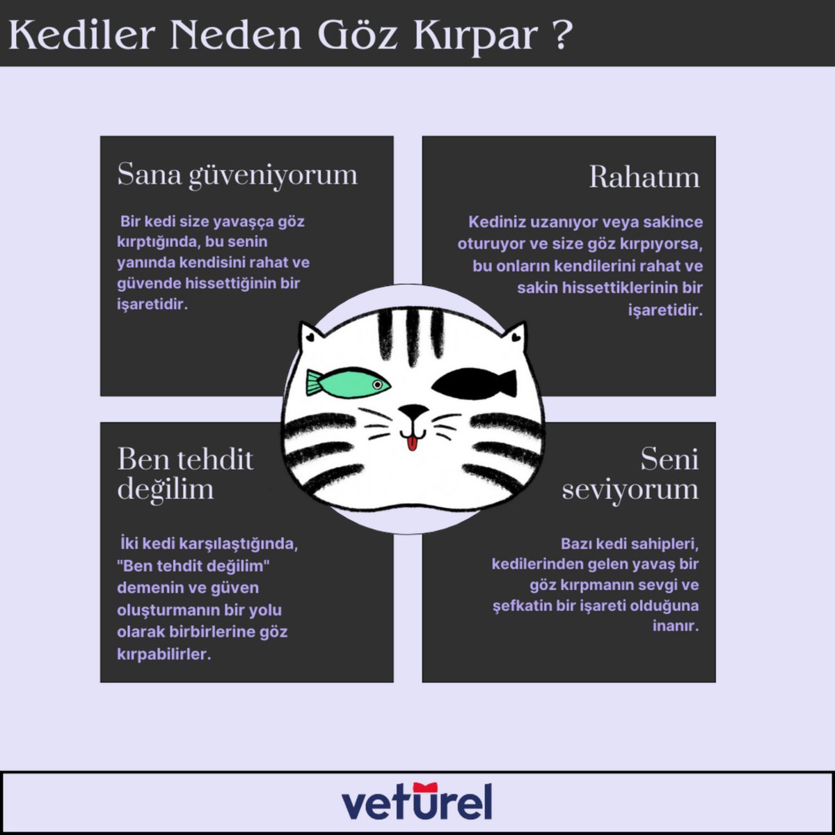 Kedilerin göz kırpması farklı anlamlara gelebilir.

#kediler #kediseverler #kediaşkı